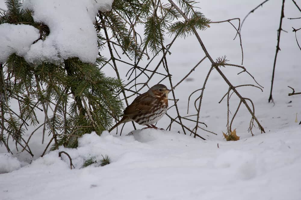fox sparrow in the snow in winter