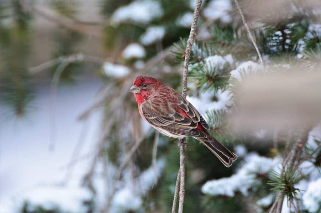 male house finch perched on a branch in winter