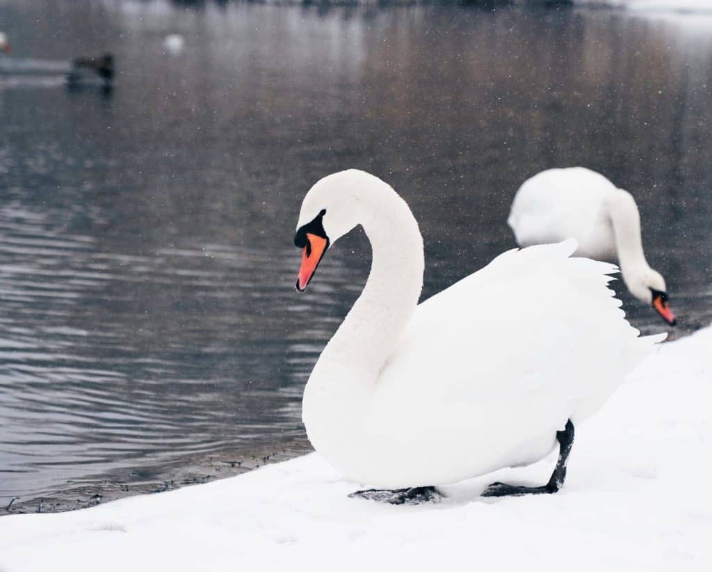 mute swans beside open water in winter