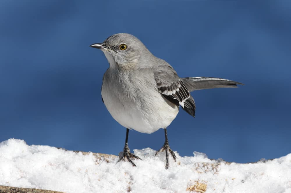 Northern mockingbird standing on snow in winter