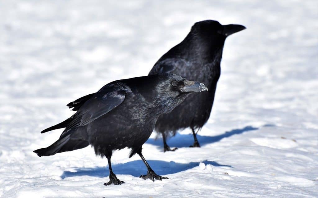 common ravens walking through snow