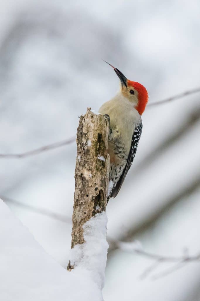 red-belied woodpecker perched on a dead tree in winter