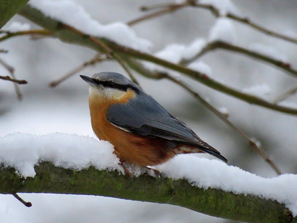 red-breasted nuthatch on a snowy branch in winter