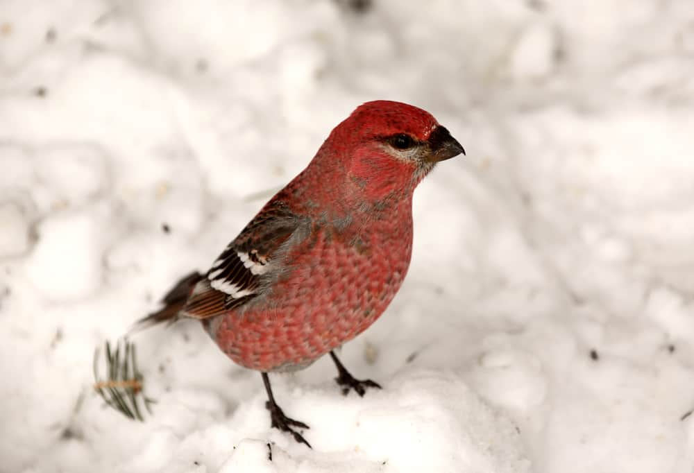 red crossbill on snow in winter