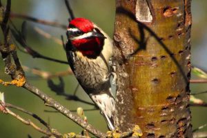 Texas Woodpecker Migration: Which Ones Migrate, Which Ones Don’t (Photos + Migration Info)