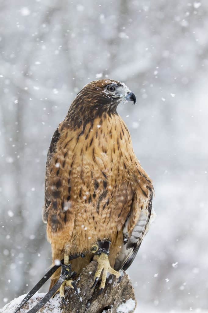 red tailed hawk perched on a branch in winter