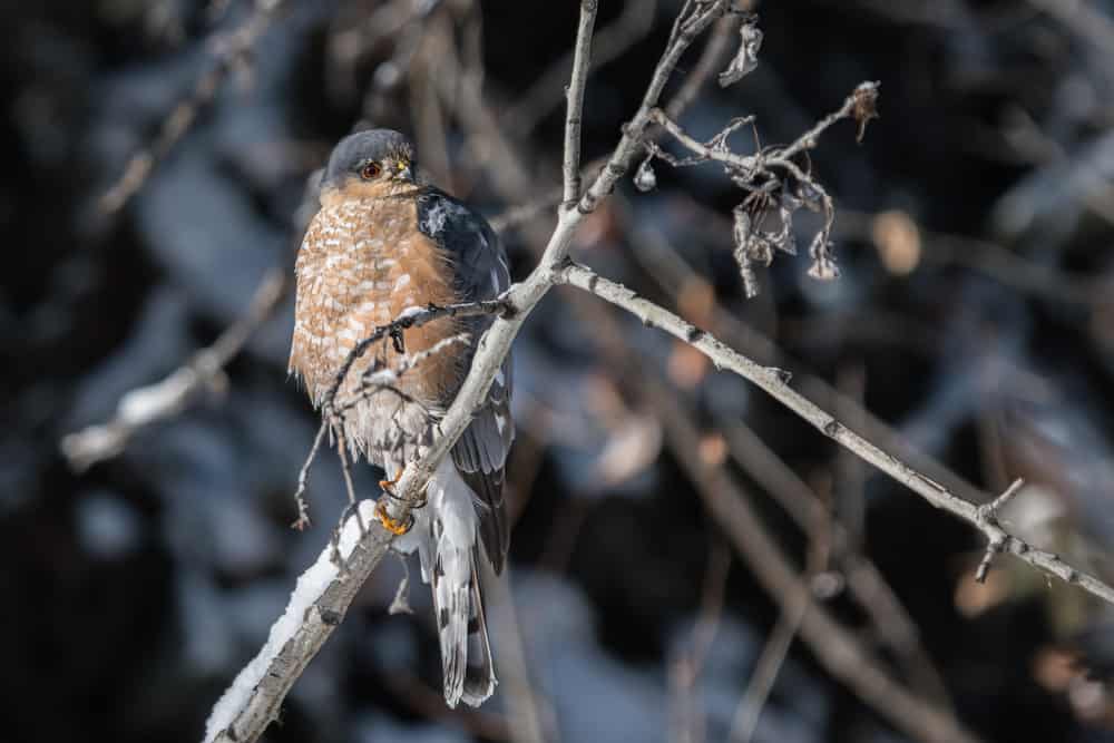 sharp shinned hawk perched on a snowy branch in winter