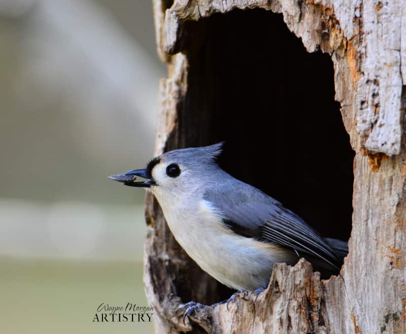 A tufted titmouse seeks shelter from a dead tree cavity