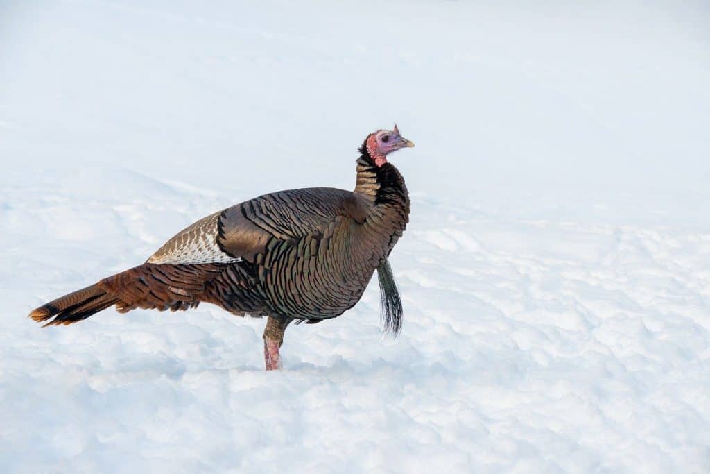 wild turkey walking across snow