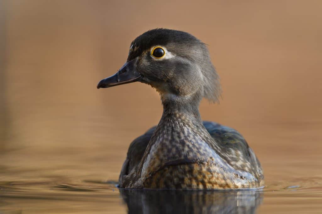 Female wood duck gliding across water