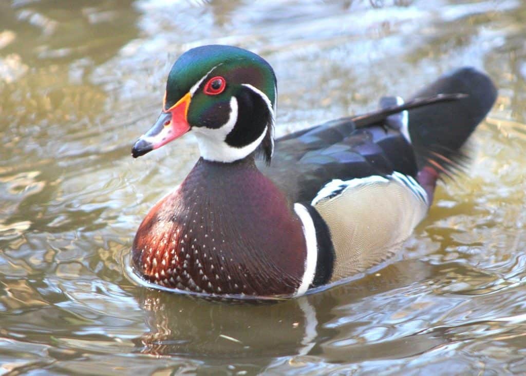 Male wood duck floating on water