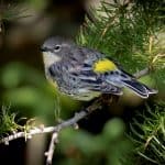 yellow rumped warbler perched on branch of pine tree