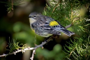 Attract Birds Naturally – with Plants!