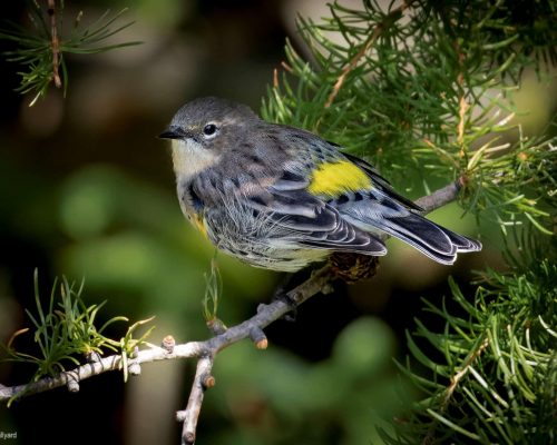 Attract Birds Naturally – with Plants!