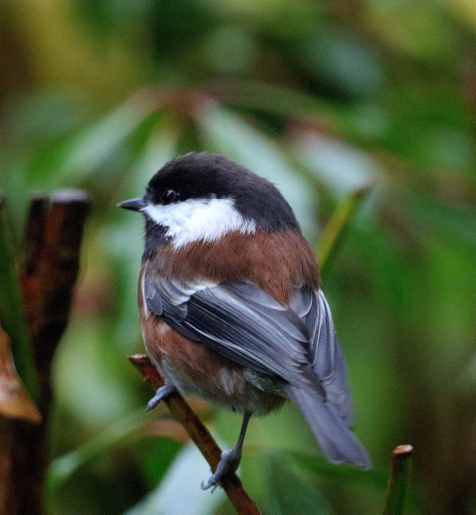 Chestnut-backed chickadee perched on a branch