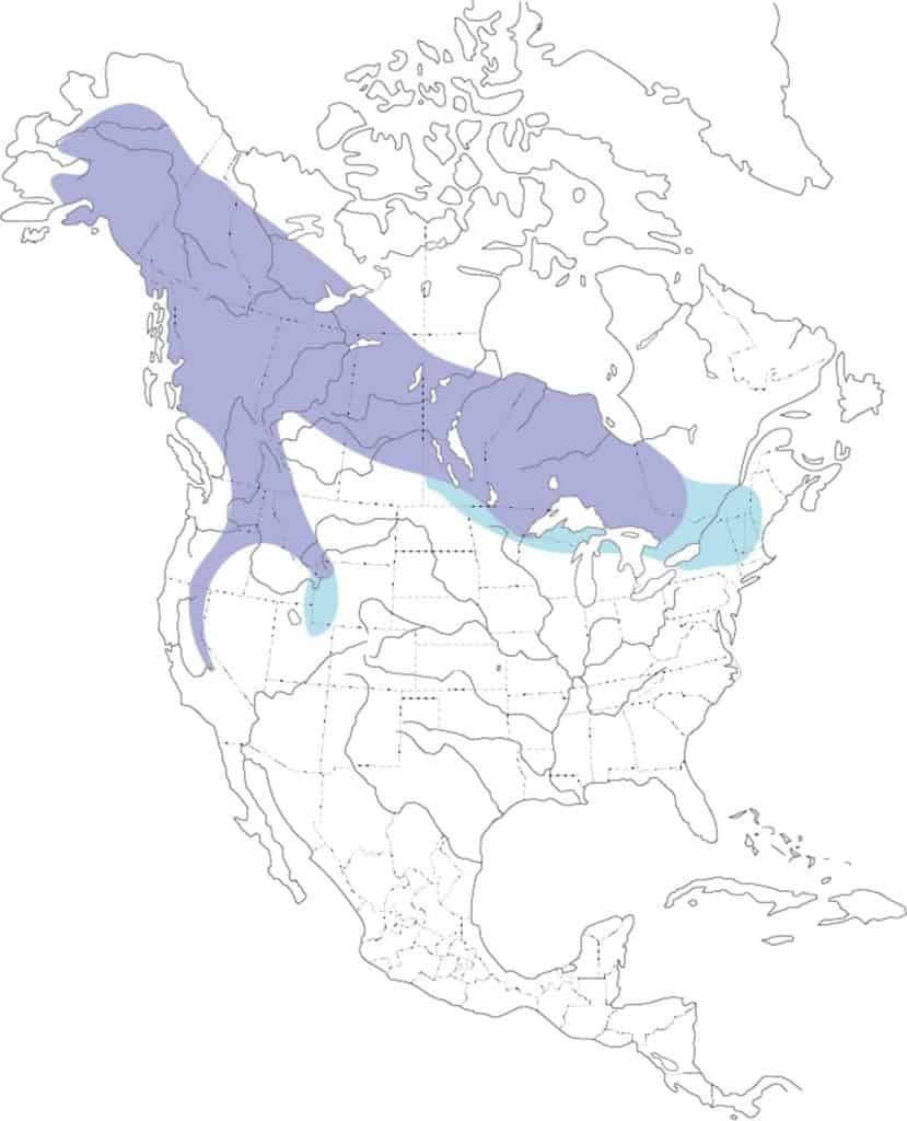 Great gray owl range map