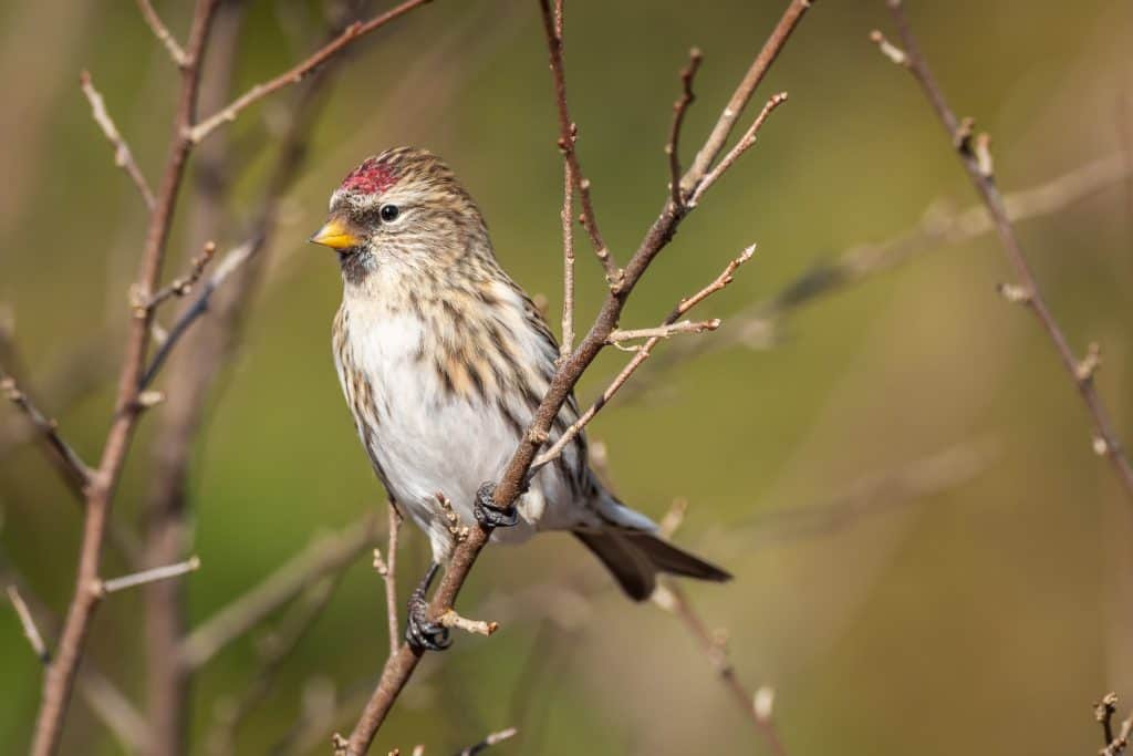 hoary redpoll perched on a pine branch