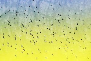 Illinois Backyard Bird Migration: Which Ones Migrate, Which Ones Don’t