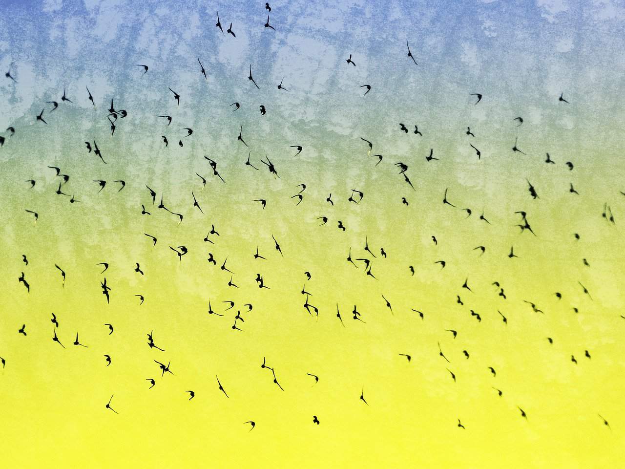 birds migrating with a yellow sky