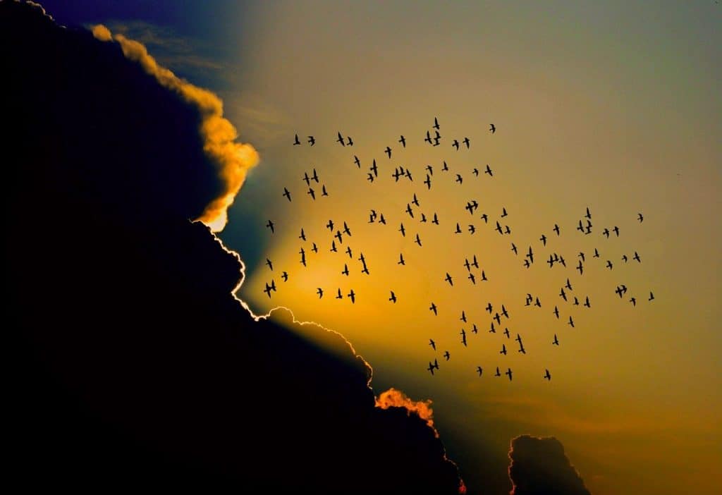 birds migrating to iowa