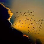 birds migrating to iowa