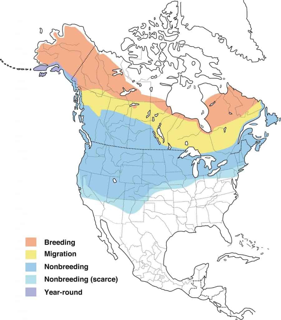 Northern shrike range map.