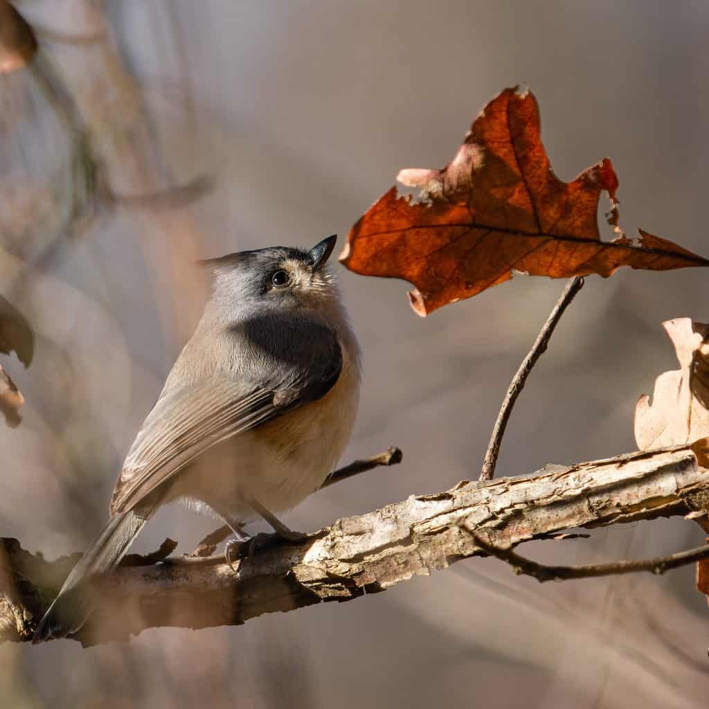 oak titmouse perched on a branch