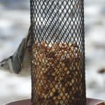 attract birds like white-breasted nuthatches with a peanut feeder