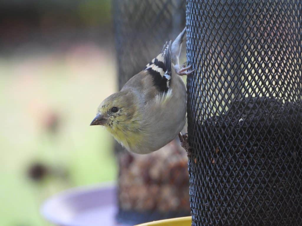 attract birds like this American goldfinch with a thistle feeder 