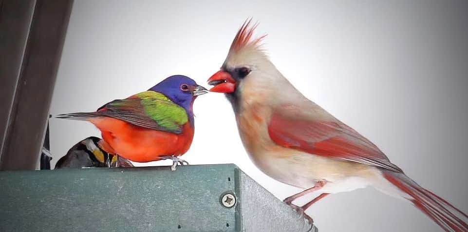 attract birds to your yard like painted buntings and female cardinals