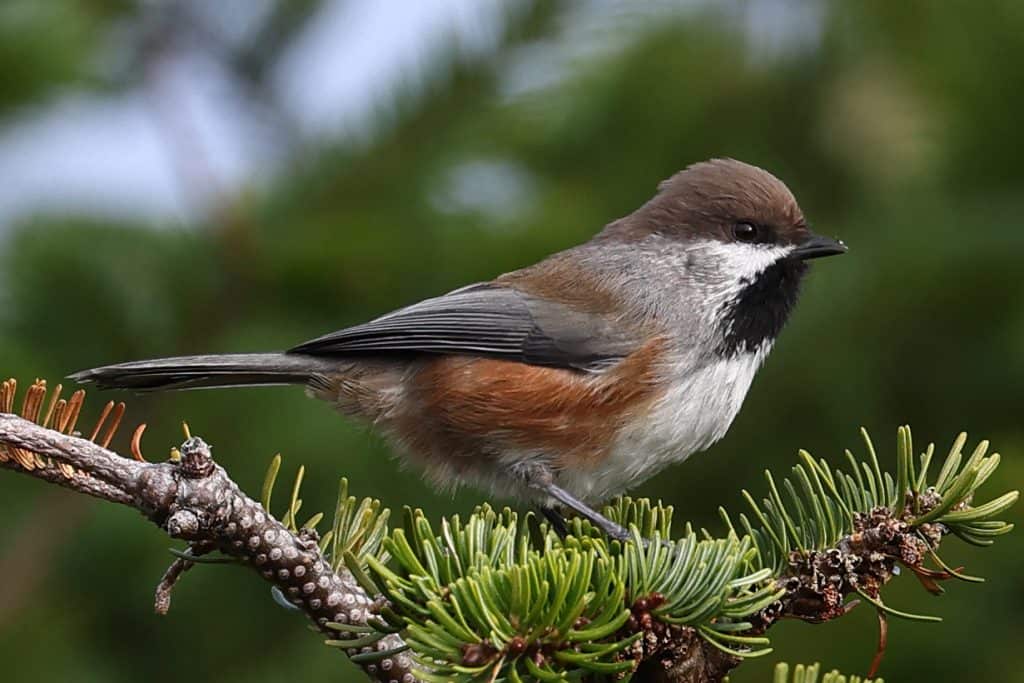 boreal chickadee perched on a pine branch