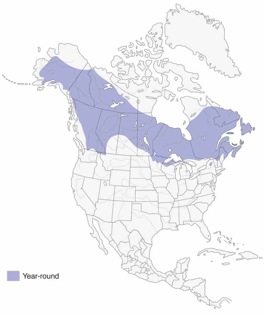 Boreal chickadee range map
