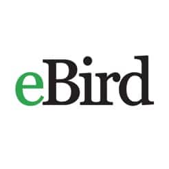 identify birds with app