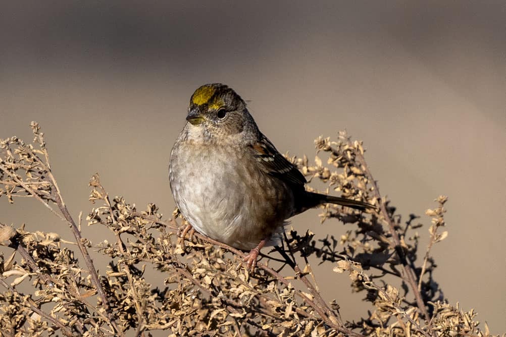 golden-crowned sparrow perched on wildflowers