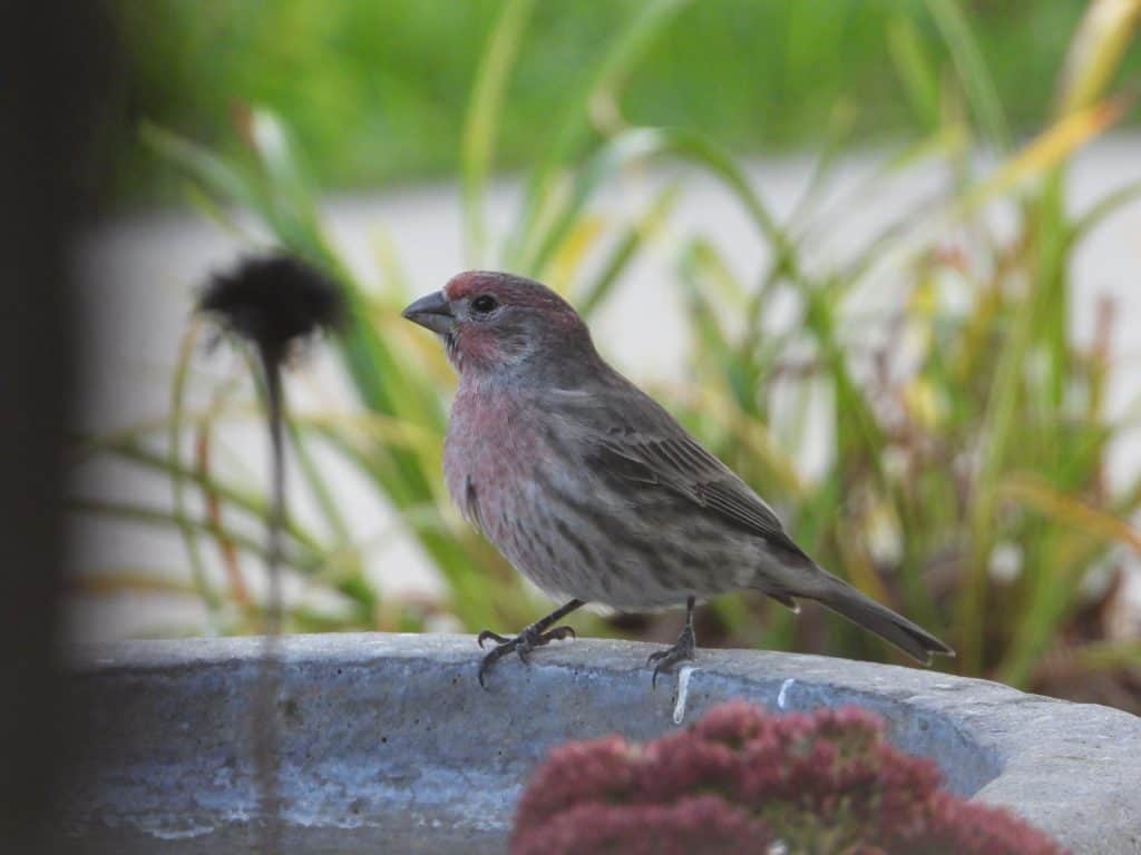 identify birds in your yard like this house finch