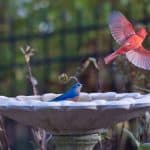 common backyard bird species enjoying a bath - cardinal and bluebird