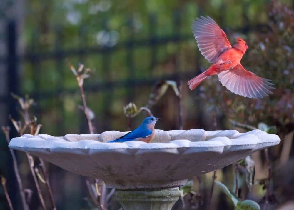 common backyard bird species enjoying a bath - cardinal and bluebird