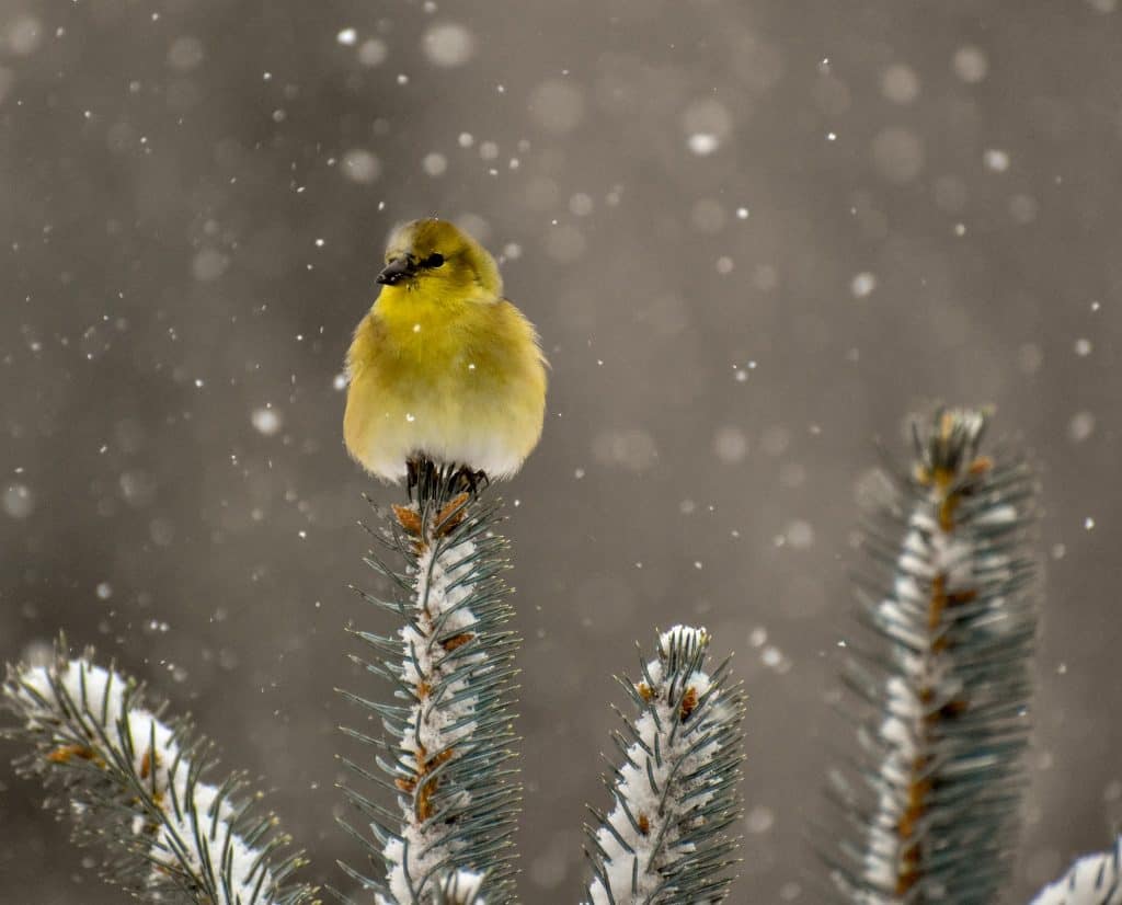 American goldfinch in winter perched on top of pine tree sporting his winter plumage.