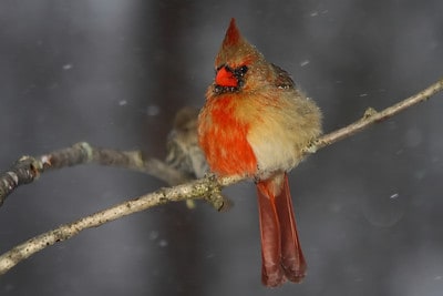 half-male half-female northern cardinal