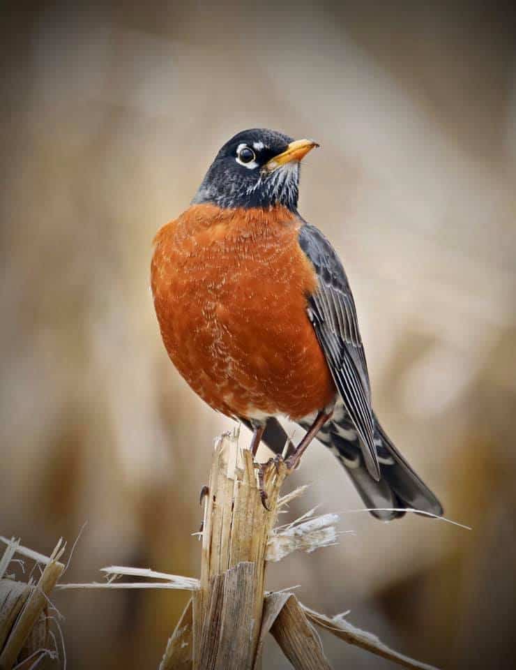 American robin male perched on branch