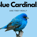 blue cardinals article hero image