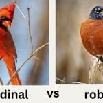 cardinal vs robin
