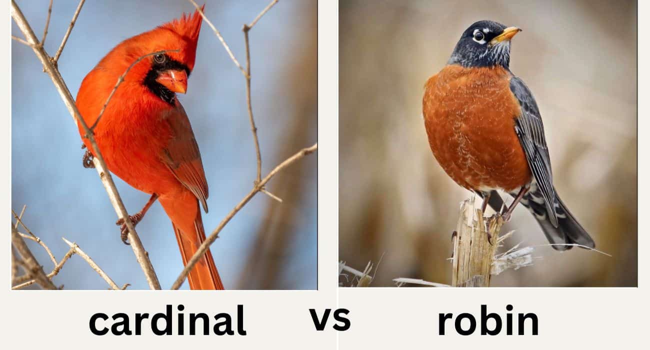 cardinal vs robin