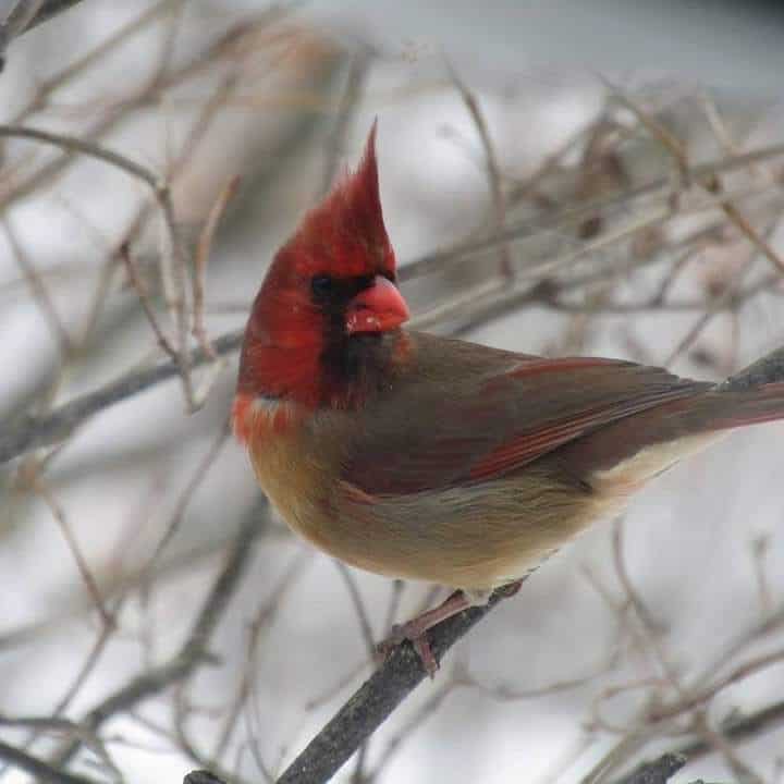 Half-male half-female cardinal