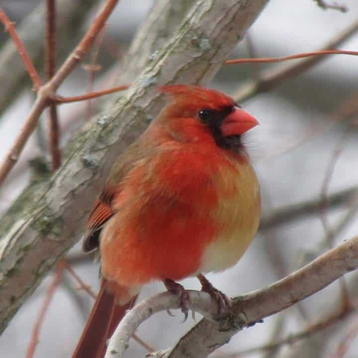 Half-male half-female cardinal