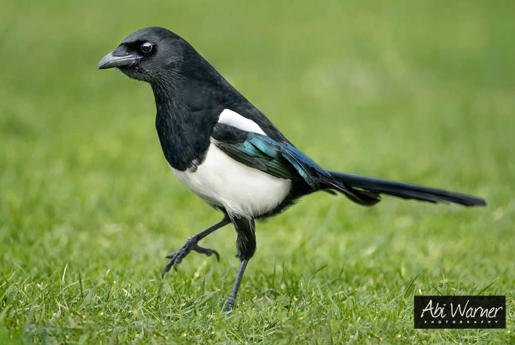 black-billed magpie walking across the grass