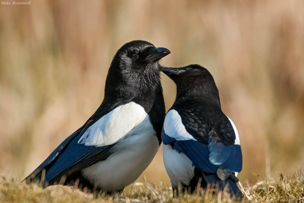 the spiritual meaning of a magpie and two magpies 