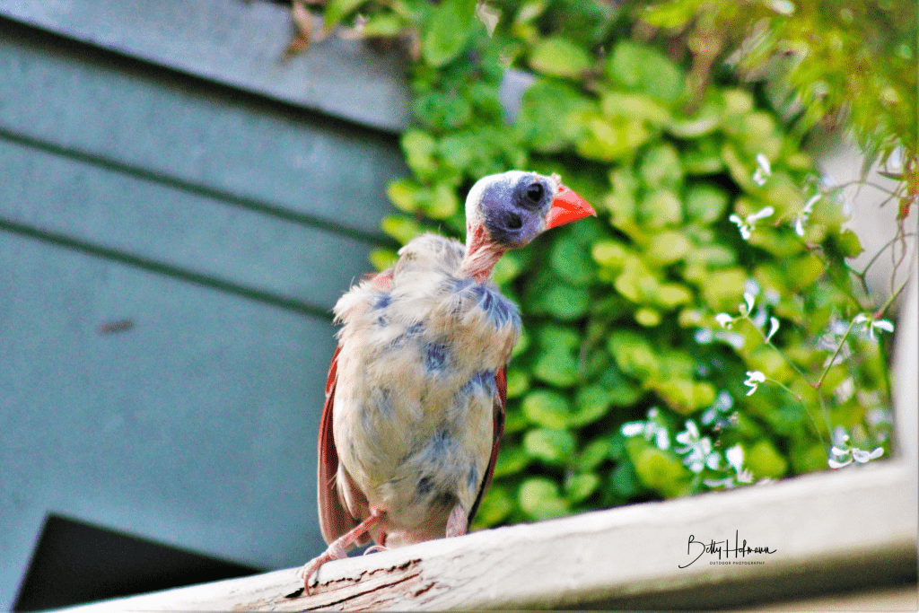 baldheaded cardinal perched