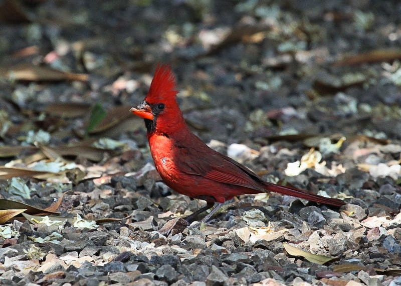 cardinal with avian pox disease