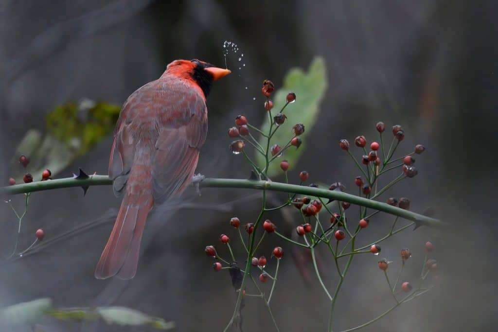 cardinal eating berries from a rambling rose bush